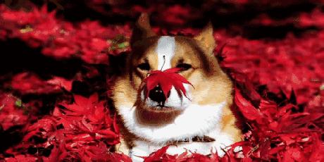 春夏秋冬自制的书签,秋天书签diy