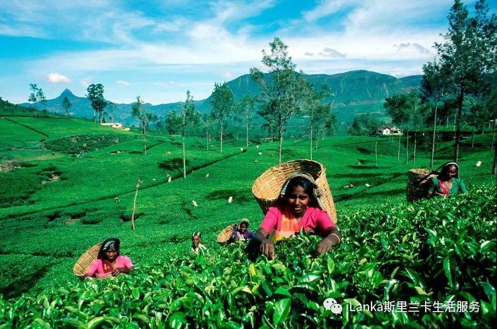 斯里兰卡古代历史,斯里兰卡历史文化