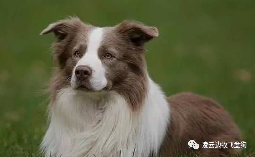 边牧怎么训练才听话的视频,边牧不听话教你几招正确训犬方法