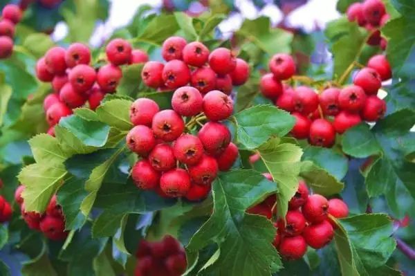 胃不好能吃榴莲吗,胃不好吃什么水果