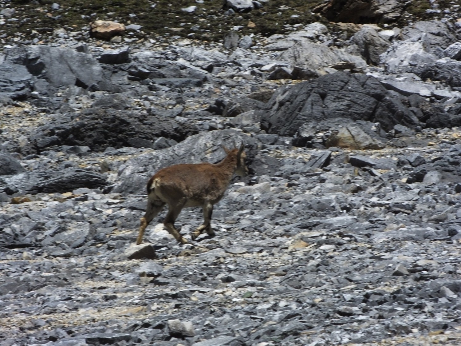 泸亚东线沿途风景,泸亚线穿越原始森林