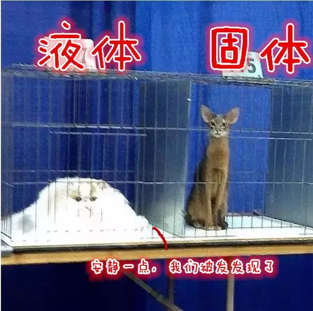 猫，究竟是固体还是液体？物理学（严肃地）说：可以都是！