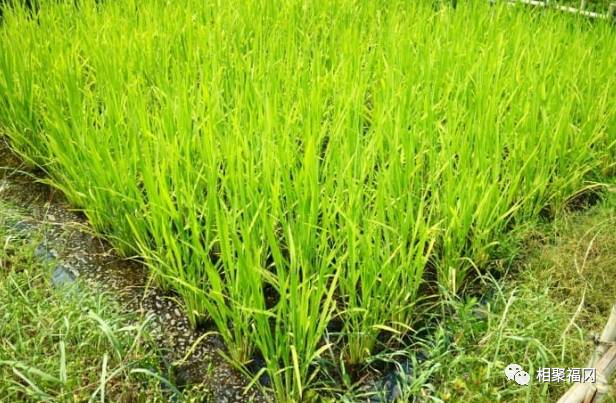 日本九州福冈市,日本九州福冈自驾攻略