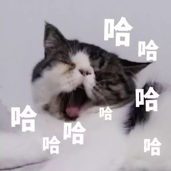 便宜好用膨润土,松木很不好吗