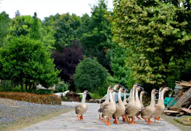 芜湖农家乐休闲度假,芜湖周边农家乐一日游推荐