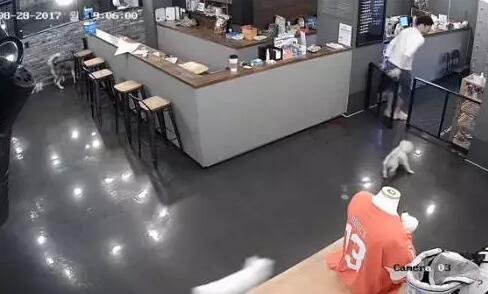 狗在寄养基地会被咬死吗,狗狗寄养宠物店被饿死