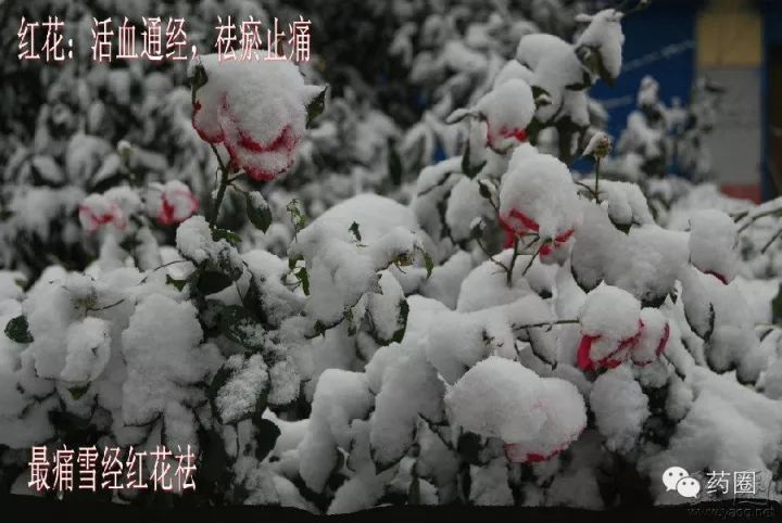 每日记一味中药,红花怎么用能通经活血