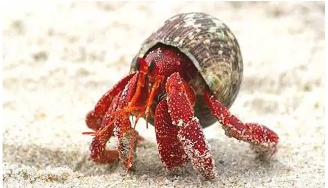 新手打理鱼缸,帮忙修理好鱼缸游戏