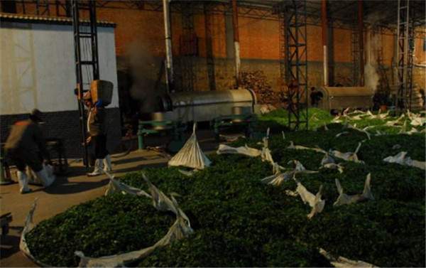 普洱生茶重杀青和轻杀青的区别,杀青是普洱茶必要工序吗