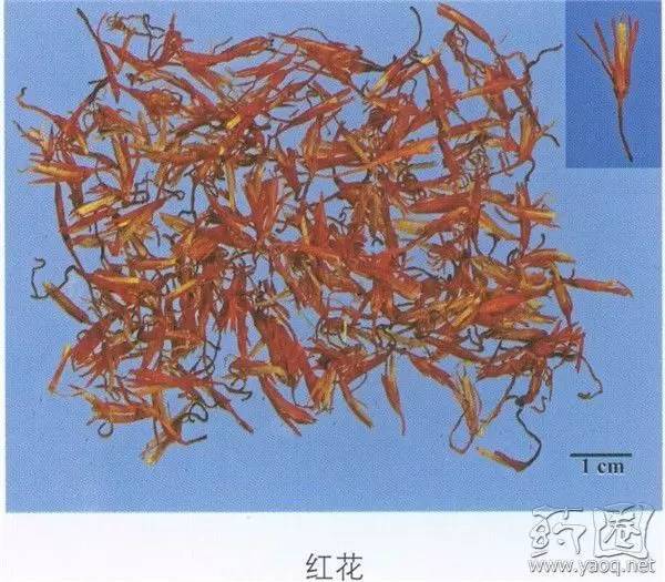 红花活血祛瘀药,每日一味中药当归