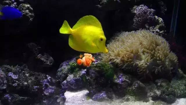 海水盐度降低可以治小白点吗,海水白点虫多少温度能杀死