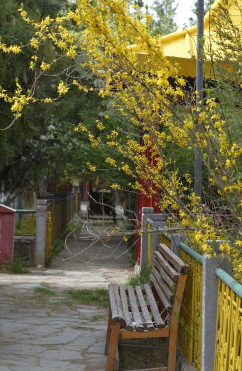 群芳争艳“宝贝园林”罗布林卡