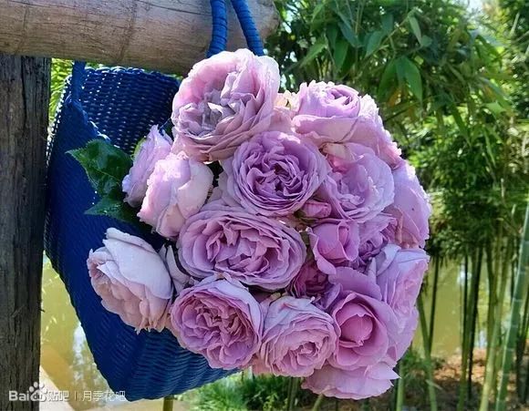 蓝紫色月季无刺品种有哪些,枝条细弱蓝紫色月季品种