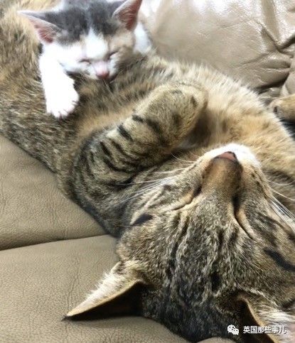 铲屎官养的猫夫妻,一对猫夫妇的铲屎官