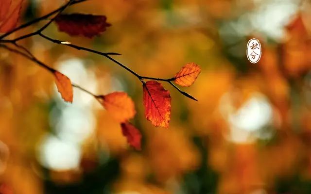 看看有关秋分的诗词,秋分的好文好诗