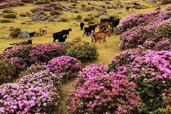 大家好，给大家介绍一下，这里是云南禄劝