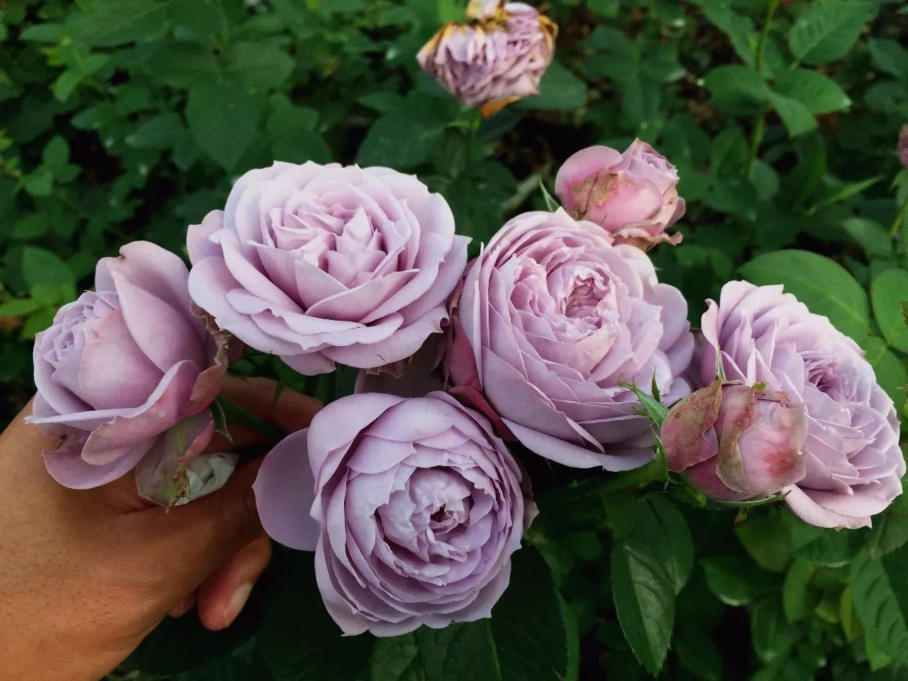 蓝紫色月季无刺品种有哪些,枝条细弱蓝紫色月季品种