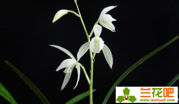 兰花叶面肥和灌根同时进行吗,兰花叶肥利弊