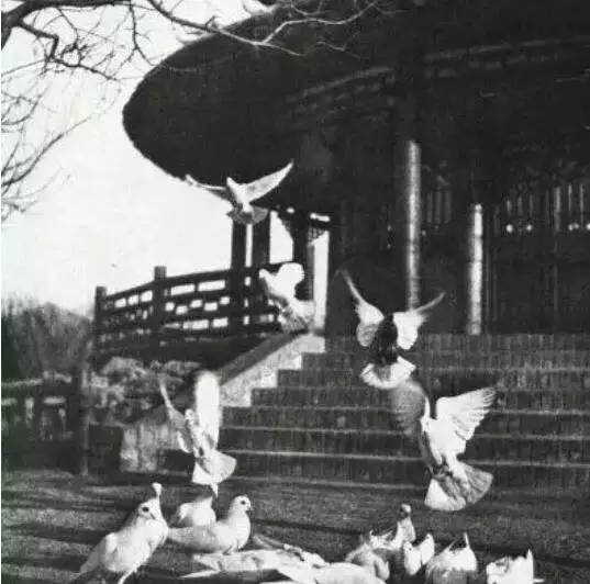 南京有玄武湖区吗,南京玄武湖有多少人