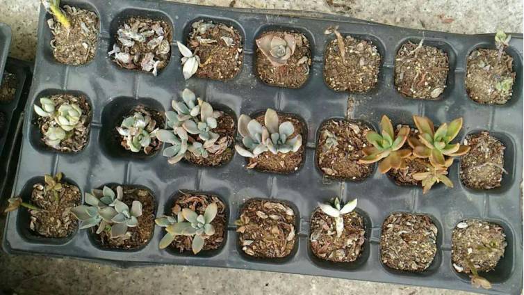 经历了天灾*祸人**的多肉，居然能靠这招拯救？