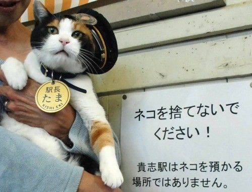 中日双语书推荐,中日双语小说带假名