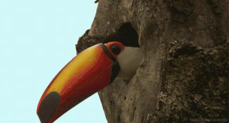 巨嘴鸟的嘴巴有什么用,巨嘴鸟为什么嘴这么大