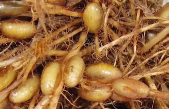 我是害虫！很多人却不认识我！