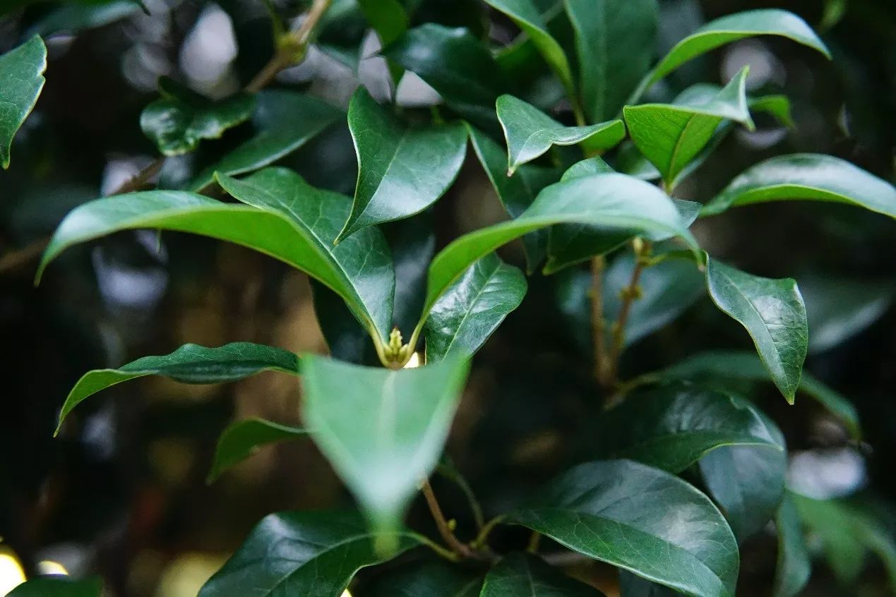 秋意浓，桂枝香（内附超萌桂花表情包,*/\*）