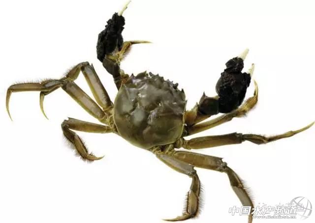 茶麸加什么除杂鱼效果好,茶麸配合淘米水