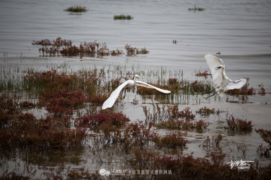 湿地观鸟自然体验,观鸟是一种宁静的心境