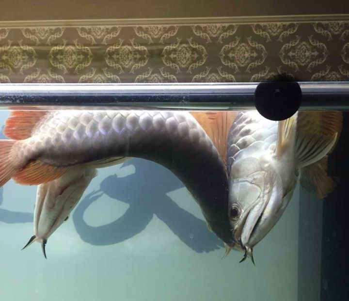 龙鱼的疾病和处理方法,龙鱼养的好好的怎么就突然暴毙了