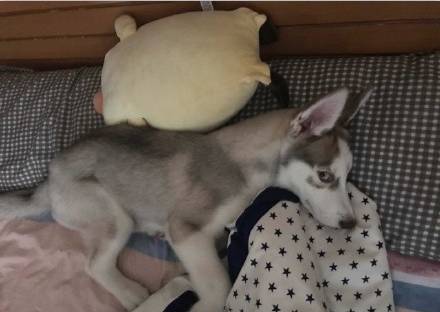 狗子把袜子吃进肚子里面怎么办,不知道狗狗吃了多少只袜子怎么办