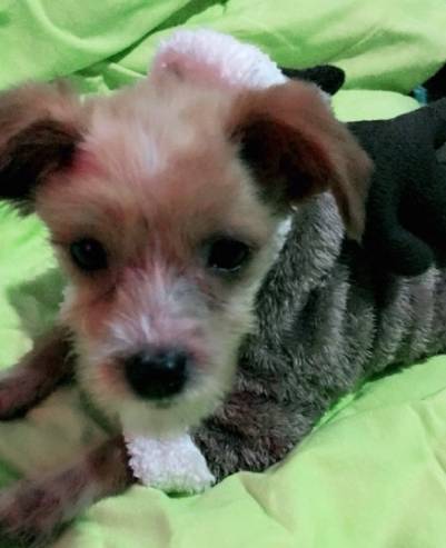 领养的狗狗患上细小，拿不出这么多治疗费，网友求助怎么办