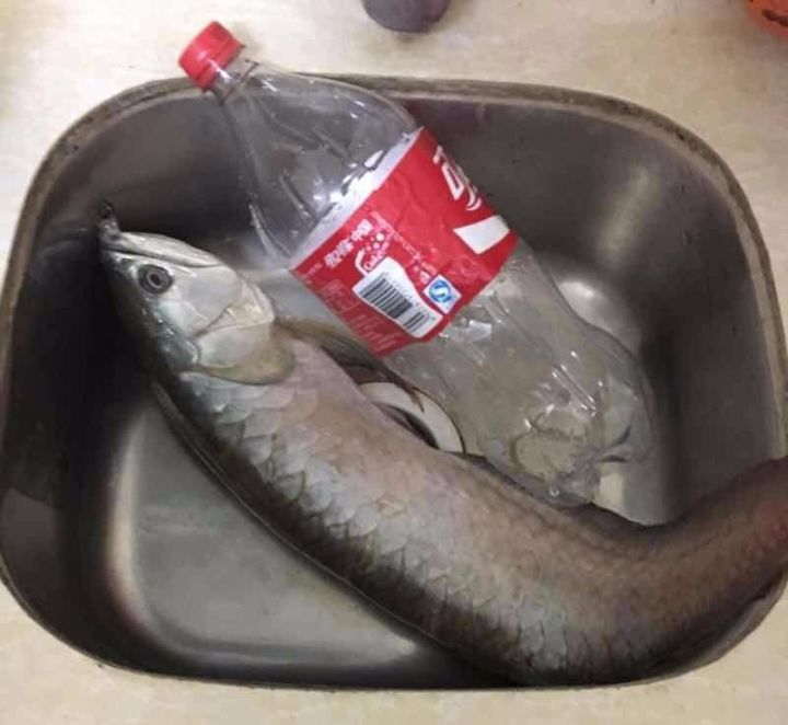 龙鱼的疾病和处理方法,龙鱼养的好好的怎么就突然暴毙了