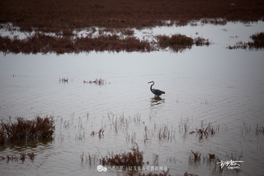 湿地观鸟自然体验,观鸟是一种宁静的心境