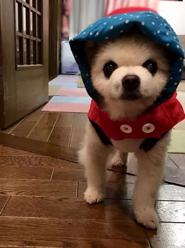 俊介犬舍推荐,俊介犬猫