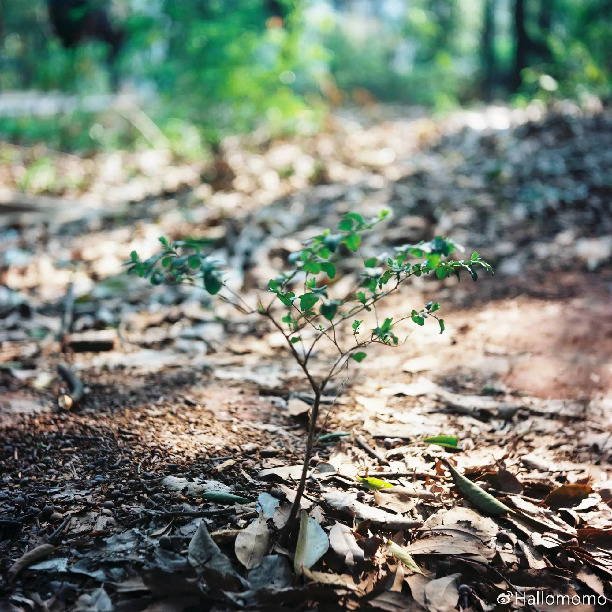 中画幅胶片机推荐,有哪些值得买的胶片机