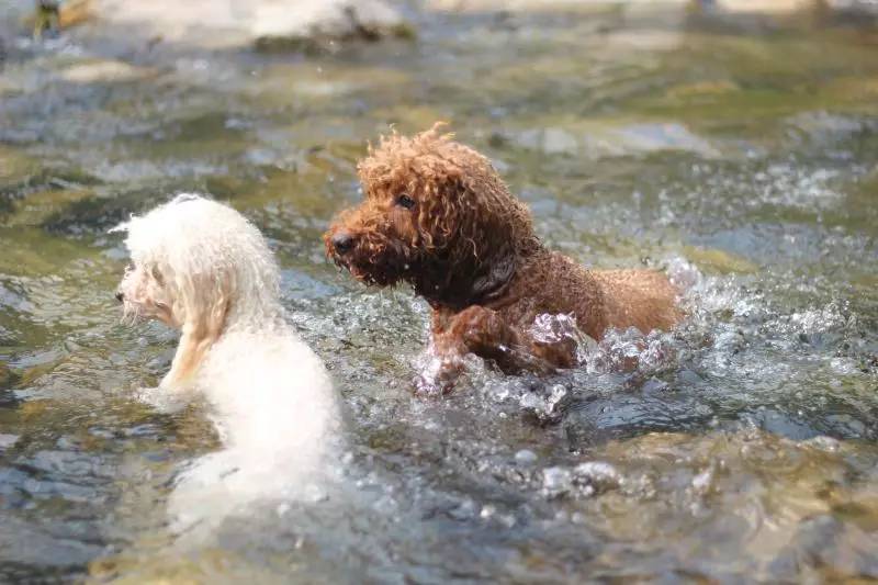 活动回顾｜随欧帝亿遛狗圣地撒花跑，铁锅灶台鱼可劲儿造回顾