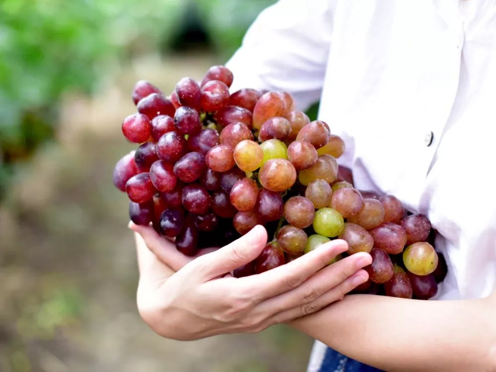 十月采摘水果,红提采摘节