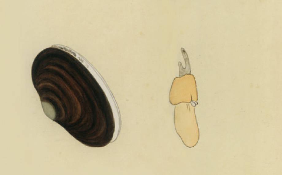 西施舌是什么菜系,西施舌学名叫什么