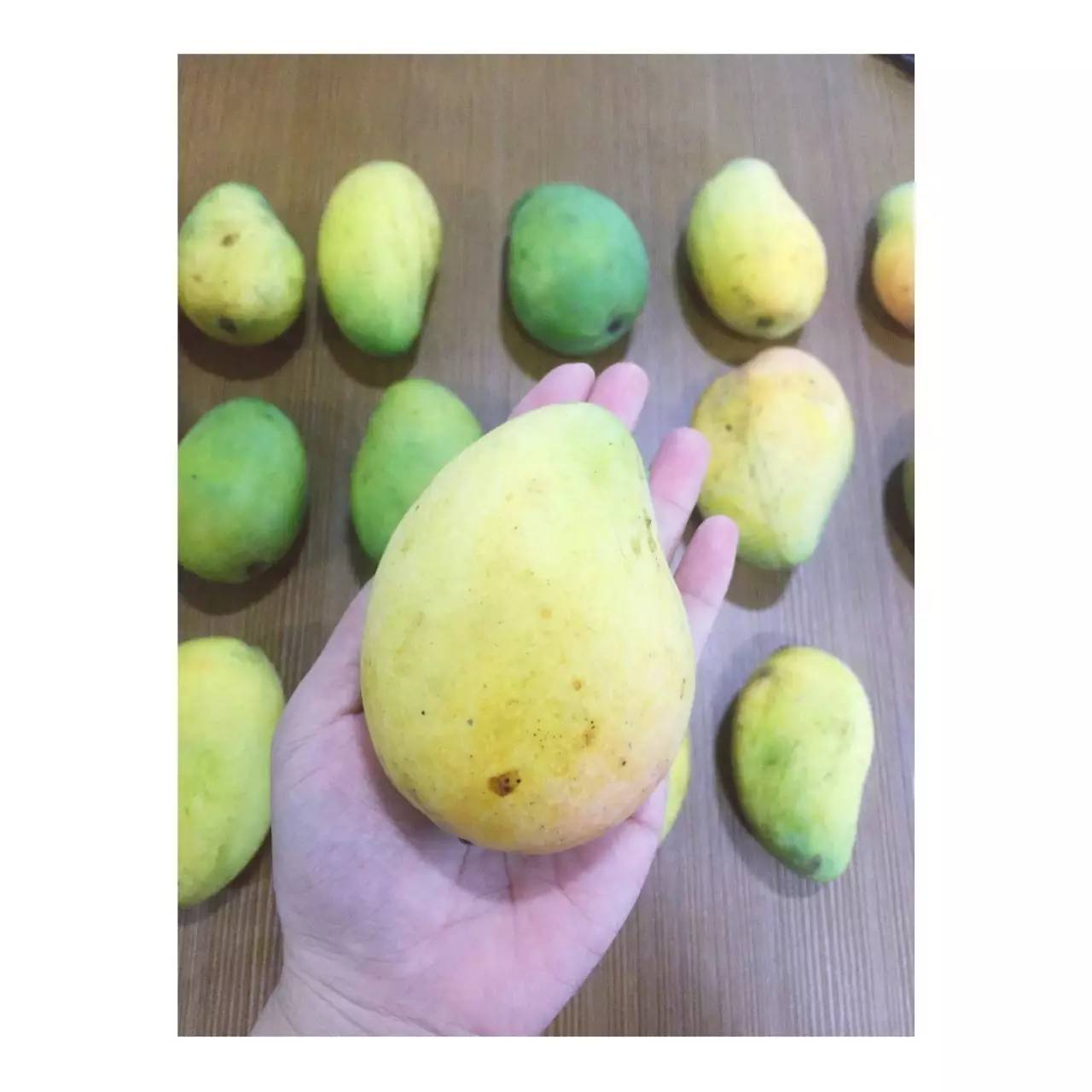 果园免费试吃,果园免费试吃大全