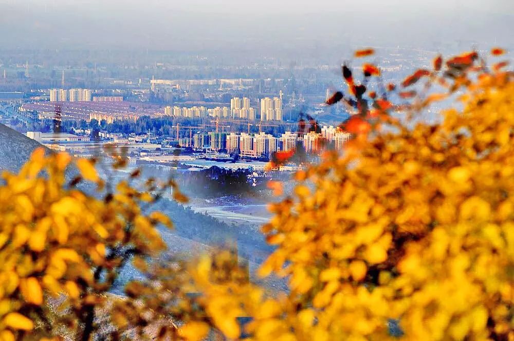 全体淮北人：赶紧来看她最后一眼，要不得再等一年！