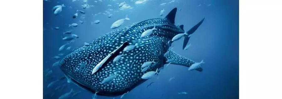 菲律宾最接近天堂的地方,菲律宾最值得去的地方