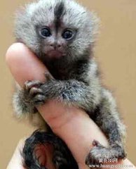 什么宠物最可爱又好养,你见过什么小宠物