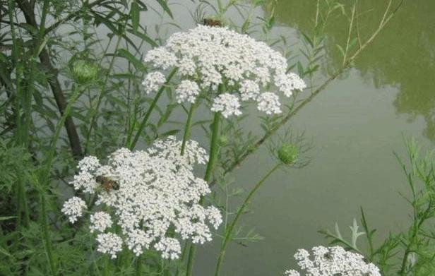 湿疹几十年了都治不好怎么办,湿疹10年了