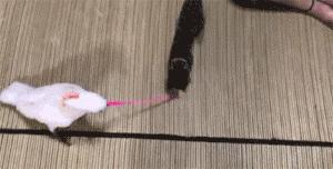 网购时商家送了个小面膜,没想这么小,给猫试了下,结果……