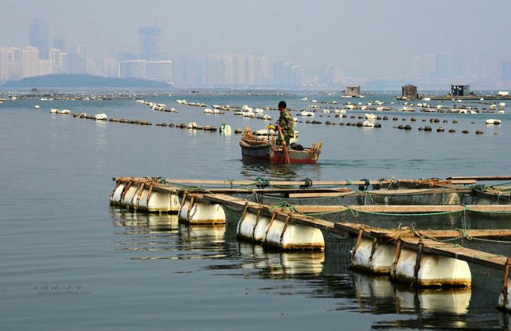 海鱼能人工饲养吗,海鱼可以自己养吗