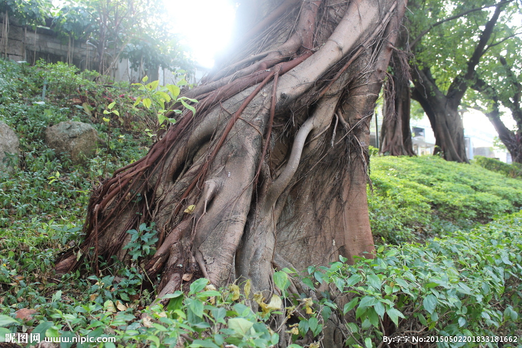 茶吸天地之灵气取日月之精华,根雕茶盘