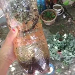 过期饮料能养花吗,过期的牛奶可以养花吗