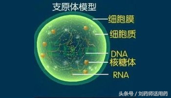 儿童支原体肺炎治疗需要几个疗程,支原体肺炎停用阿奇一天就烧